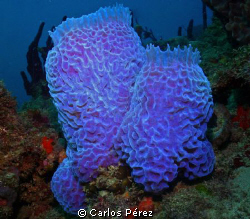 Sponge @ El Natural Beach Aguadilla PR by Carlos Pérez 